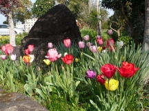 チューリップの咲いた花壇