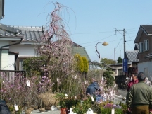 飯野植木市