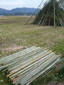 「たけはしらかし」に使う2～3メートルに切った竹
