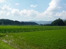 田んぼの風景